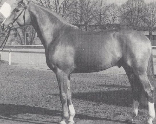 stallion Pierot I (Westphalian, 1987, from Pilot)