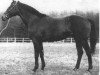 stallion Alcanar xx (Thoroughbred, 1966, from Abdos xx)