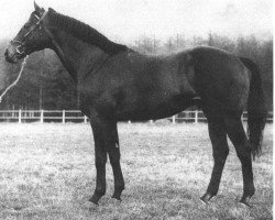 stallion Alcanar xx (Thoroughbred, 1966, from Abdos xx)