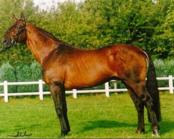 stallion Saygon (Belgian Warmblood, 1972, from Alcanar xx)