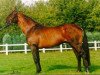 stallion Saygon (Belgian Warmblood, 1972, from Alcanar xx)