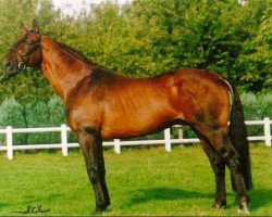 stallion Saygon (Belgian Warmblood, 1972, from Alcanar xx)