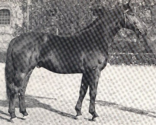 stallion Frühlingsduft I (Westphalian, 1964, from Frühling)