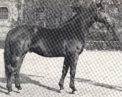 stallion Frühlingsduft I (Westphalian, 1964, from Frühling)