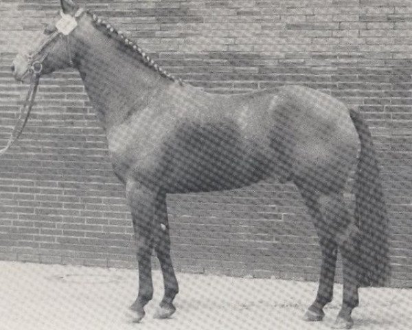 stallion Frühspecht (Westphalian, 1970, from Frühlingsduft I)