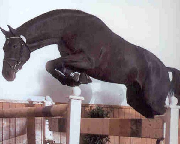 stallion Barrichello (KWPN (Royal Dutch Sporthorse), 1998, from Burggraaf)