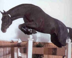 Deckhengst Barrichello (KWPN (Niederländisches Warmblut), 1998, von Burggraaf)