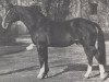 stallion Dorado I (Westphalian, 1953, from Dömitz I)