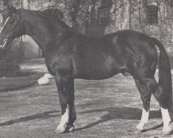 stallion Dorado I (Westphalian, 1953, from Dömitz I)