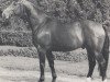 stallion Douglas 1885 (Westphalian, 1970, from Dorado I)