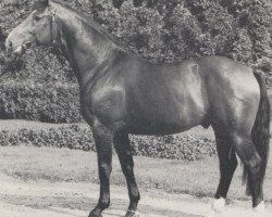 stallion Douglas 1885 (Westphalian, 1970, from Dorado I)