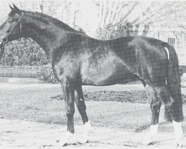 stallion Donnersberg (Westphalian, 1974, from Douglas 1885)
