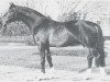 stallion Donnersberg (Westphalian, 1974, from Douglas 1885)