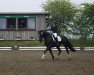 dressage horse Dacapo 296 (Oldenburg, 2013, from Don Gigolo 4)