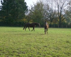 broodmare Rapunzel (Westphalian, 1996, from Rapallo)