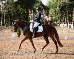 dressage horse Nonno Leo xx (Thoroughbred, 2010, from Tertullian xx)