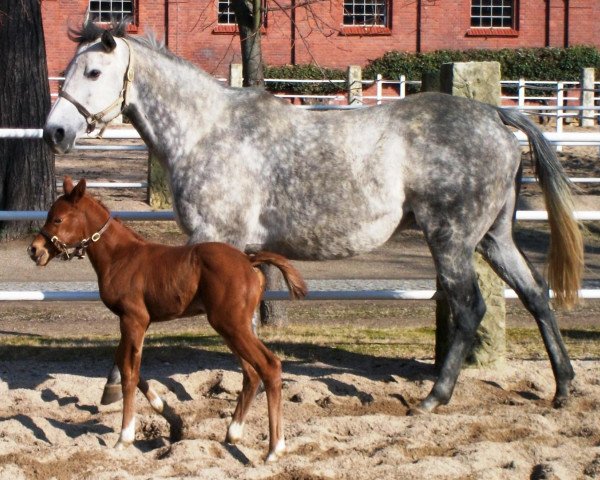 broodmare Sister Act xx (Thoroughbred, 2005, from Act One xx)