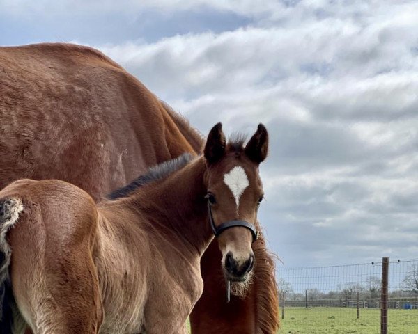 Springpferd Hope House Sazerac (Großbritannien Warmblut, 2022, von Grand Slam VDL)