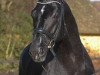 stallion Uno Don Diego (Danish Warmblood, 2003, from Dressage Royal)