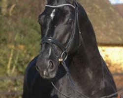 Deckhengst Uno Don Diego (Dänisches Warmblut, 2003, von Dressage Royal)