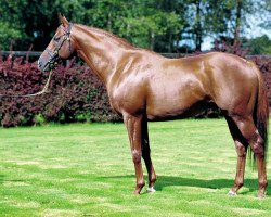 stallion Docksider xx (Thoroughbred, 1995, from Diesis xx)