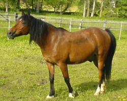 horse Don (German Riding Pony, 1991, from Doktus)