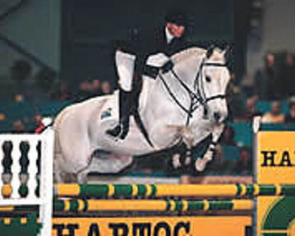 stallion Calvin Z (Holsteiner, 1985, from Caletto II)