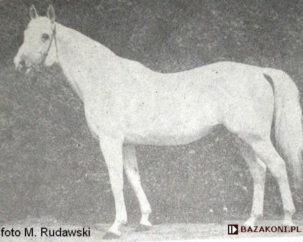 stallion Caruso xx (Thoroughbred, 1949, from Pilade xx)