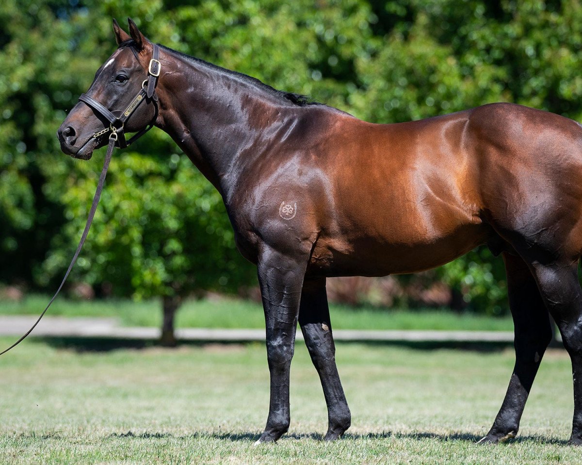 Deckhengst Foxwedge xx (Englisches Vollblut, 2008, von Fastnet Rock xx)