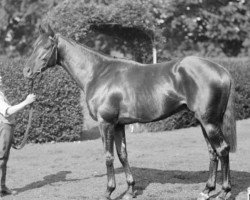 stallion Grand Parade xx (Thoroughbred, 1916, from Orby xx)