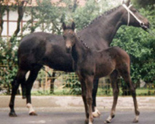 broodmare Schwarze Schwalbe II (Trakehner, 1987, from Arogno)