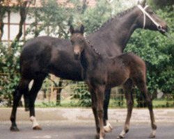 Zuchtstute Schwarze Schwalbe II (Trakehner, 1987, von Arogno)