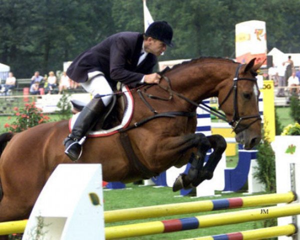 Deckhengst Navarone (Koninklijk Warmbloed Paardenstamboek Nederland (KWPN), 1995, von Jus de Pomme)