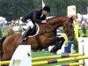 stallion Navarone (Dutch Warmblood, 1995, from Jus de Pomme)