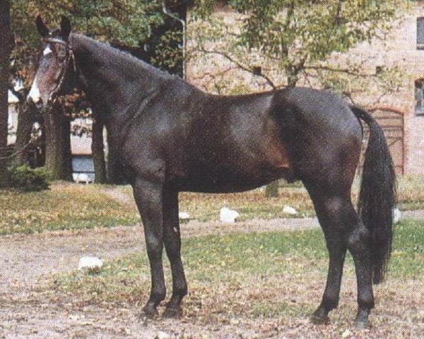 stallion Wildfang (Hanoverian, 1979, from Wendekreis)