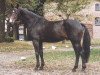stallion Wildfang (Hanoverian, 1979, from Wendekreis)