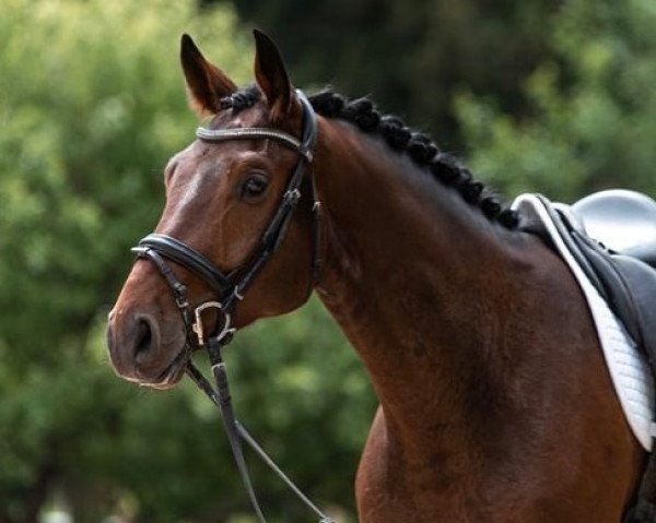 dressage horse Fabelhafter Franzl (German Sport Horse, 2018, from Tannenhof's Fahrenheit)