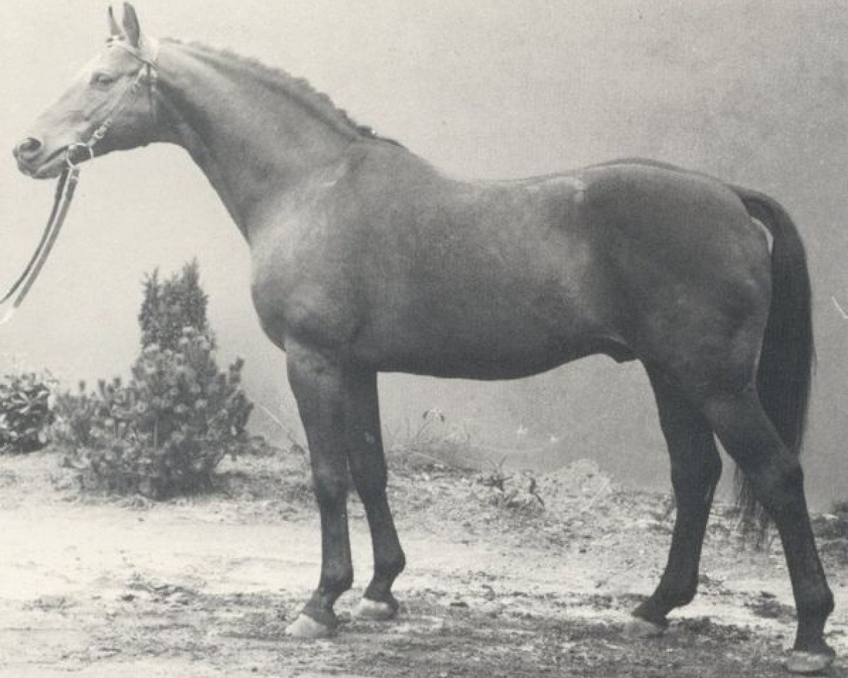 stallion Wohlklang (Hanoverian, 1962, from Woehler)