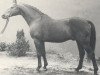stallion Wohlklang (Hanoverian, 1962, from Woehler)