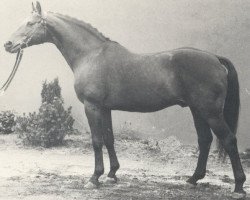 stallion Wohlklang (Hanoverian, 1962, from Woehler)