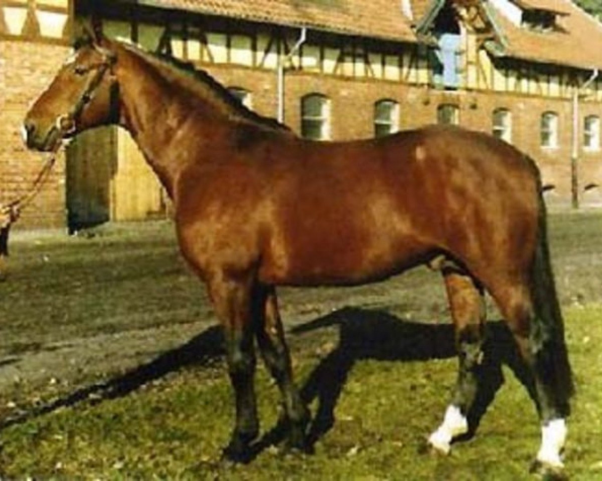 Deckhengst Aderlass (Hannoveraner, 1969, von Absatz)