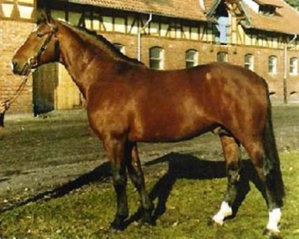 stallion Aderlass (Hanoverian, 1969, from Absatz)