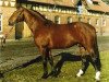 horse Aderlass (Hanoverian, 1969, from Absatz)