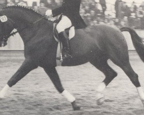 stallion Admiral (Hanoverian, 1976, from Aderlass)