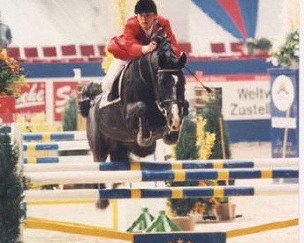stallion Feuerwerk (Oldenburg, 1985, from First Gotthard)