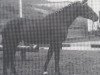 stallion Achat (Hanoverian, 1980, from Akzent I)