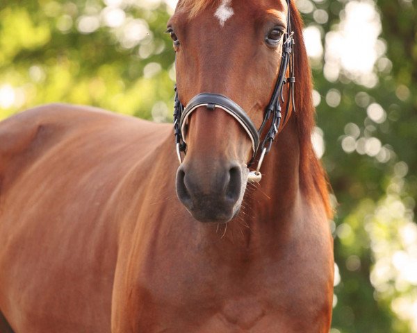 horse Divino Boy (DE) (German trotters, 2004, from Divinator US-N-4420)