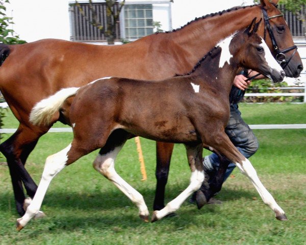 Pferd Princess (Oldenburger, 2009, von Semper)