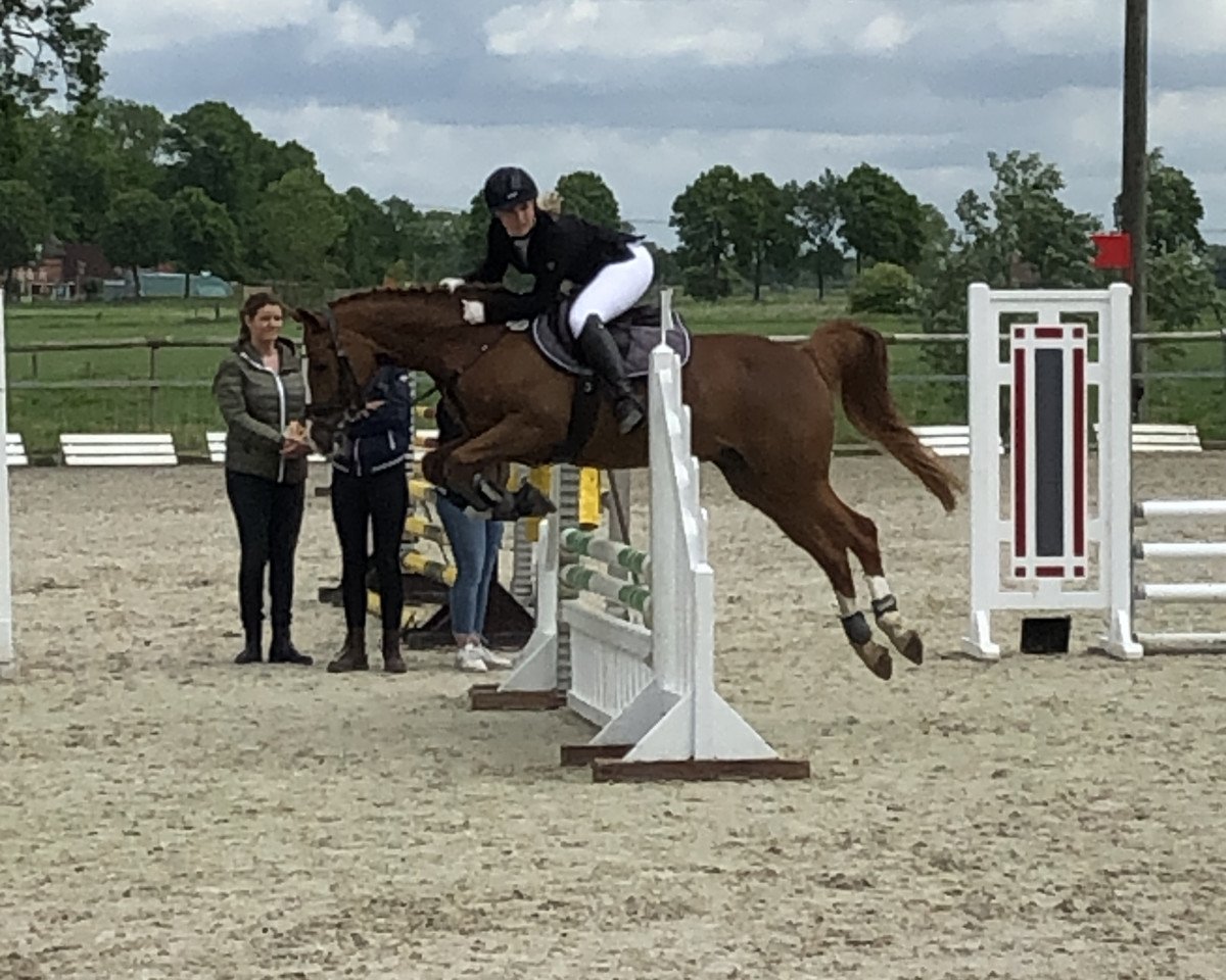jumper Collmar B (German Riding Pony, 2011, from FS Cracker Jack)