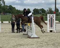 jumper Collmar B (German Riding Pony, 2011, from FS Cracker Jack)